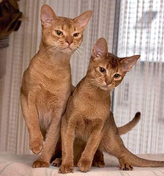 Кошка и кот абиссинской породы