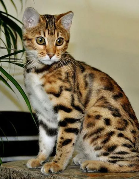 Кошка породы азиатская табби Кошка породы азиатская табби