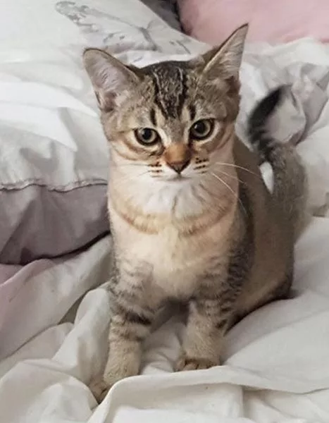 Котёнок азиатской табби Котёнок азиатской табби