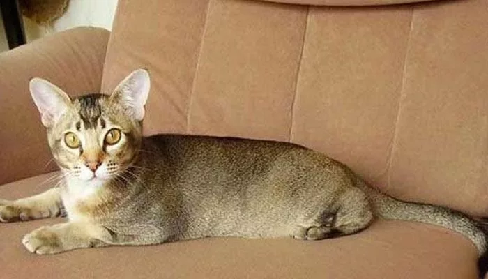 кот азиатский табби кот азиатский табби