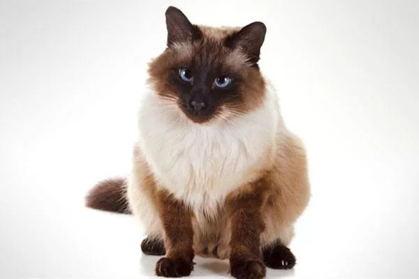 Балинезийская кошка