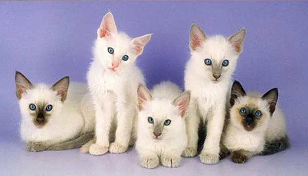 Котята балинезийской кошки Котята балинезийской кошки