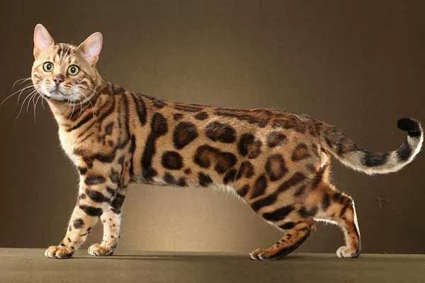 Бенгальская домашняя кошка