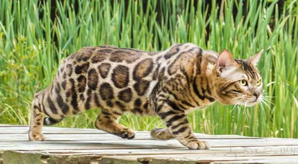 Бенгальский кот на охоте