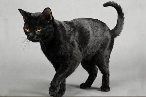 Бомбейская кошка