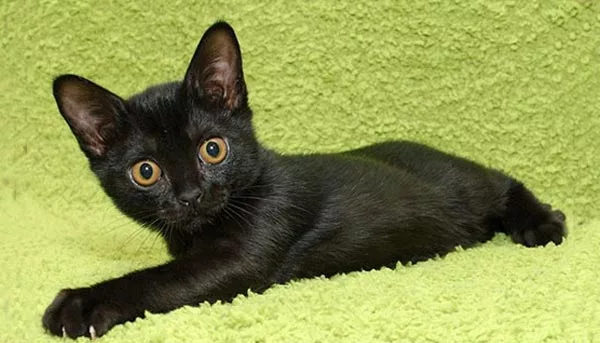 Бомбейский котёнок