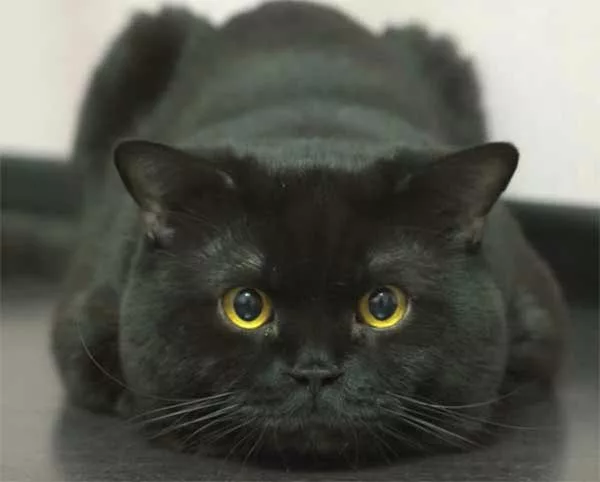 Британский чёрный кот