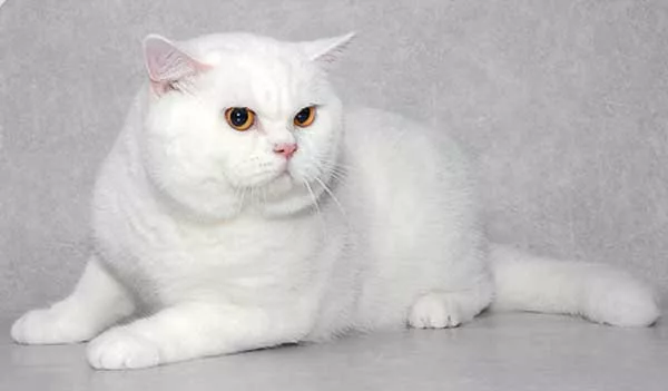 Британская короткошерстная кошка белая