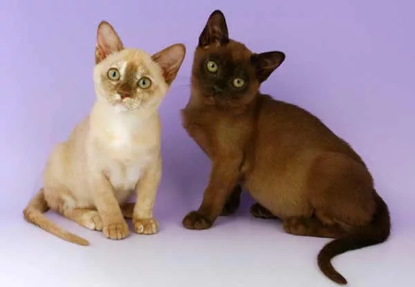 Котята бурманской кошки Котята бурманской кошки