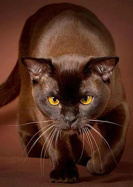 Бурманский кот Бурманский кот