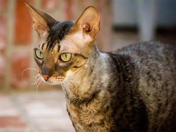 Кудрявый кот корниш рекс
