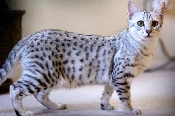 Взрослая кошка породы Египетская мау Взрослая кошка породы Египетская мау