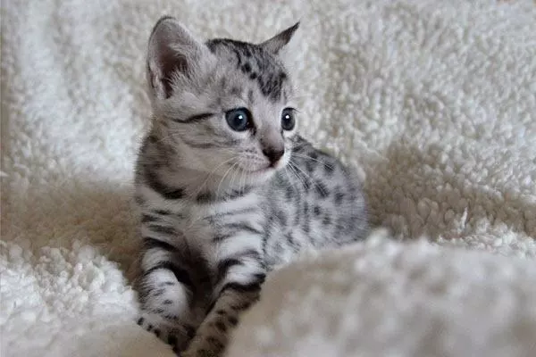 Маленький котёнок Египетской мау Маленький котёнок Египетской мау