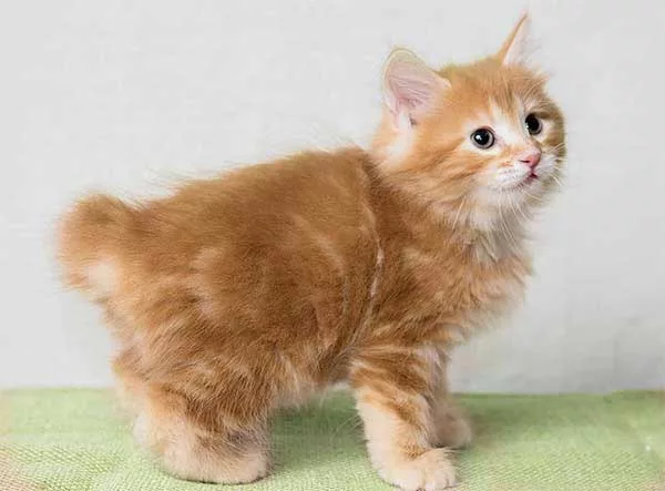 Котёнок породы Курильский бобтейль Котёнок породы Курильский бобтейль