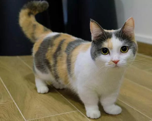 Кот породы Манчкин