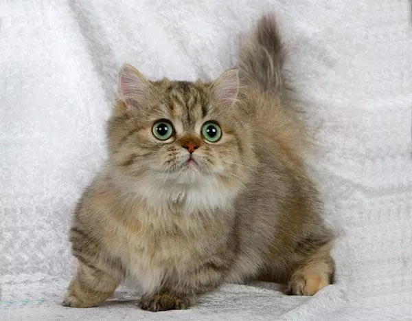 Котёнок породы Наполеон (менуэт) с короткими лапами Котёнок породы Наполеон (менуэт) с короткими лапами