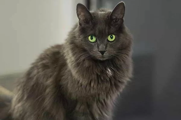 Кошка породы Нибелунг