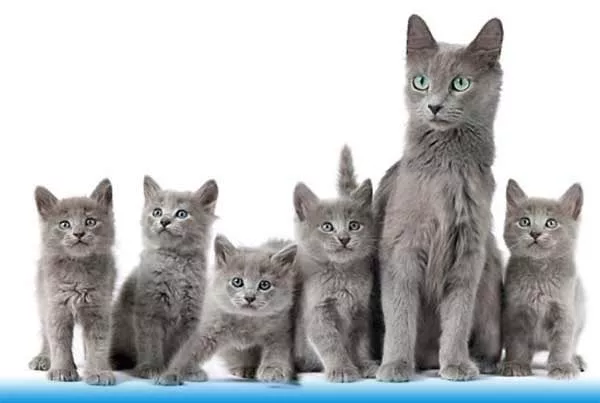 Кошка породы нибелунг с котятами