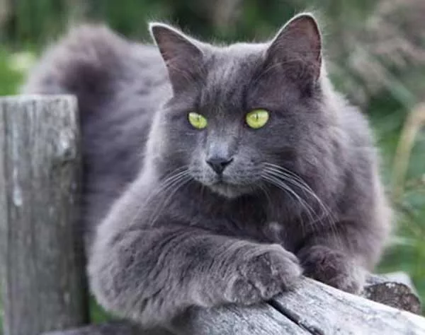 Кот породы нибелунг