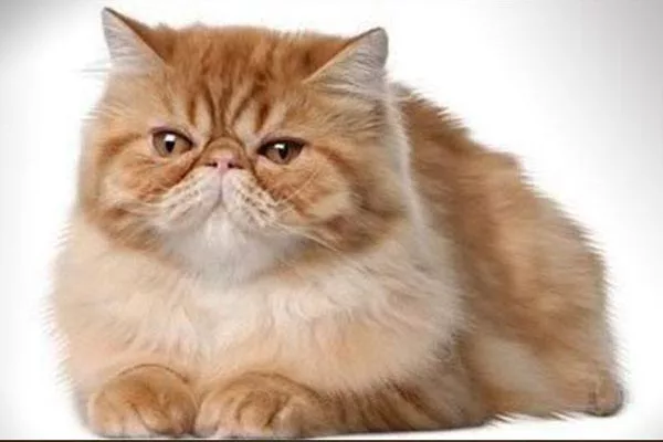 Персидская кошка