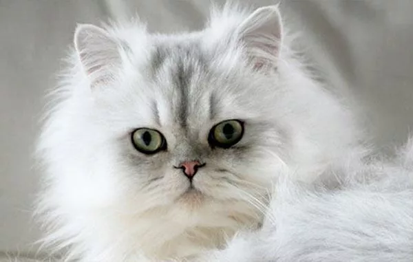 Так выглядит персидская кошка Так выглядит персидская кошка