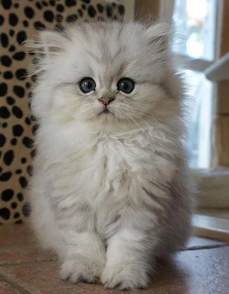Котёнок персидской кошки Котёнок персидской кошки