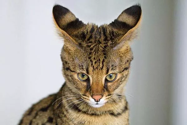 Кошка Саванна