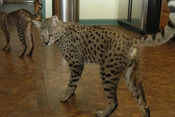 Коты Саванна Коты Саванна