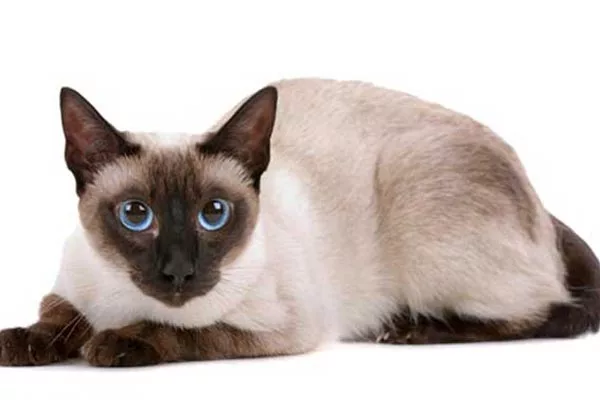 Сиамская кошка